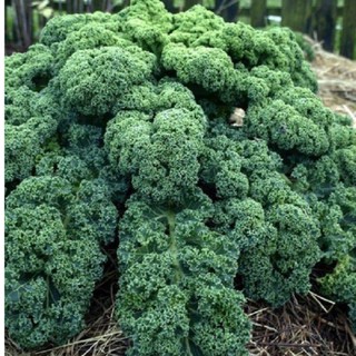 Hạt giống rau cải xoăn xanh ( cải kale xanh ) { gói 20 hạt }