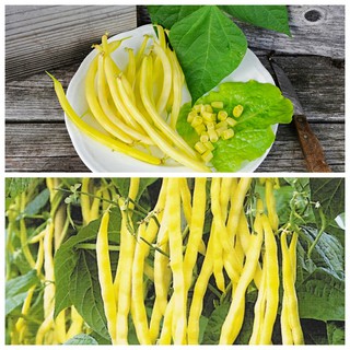 3GR - HẠT GIỐNG ĐẬU COVE VÀNG