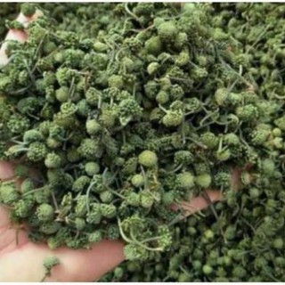 500g Nụ tam thất bao tử hàng chuẩn loại 1