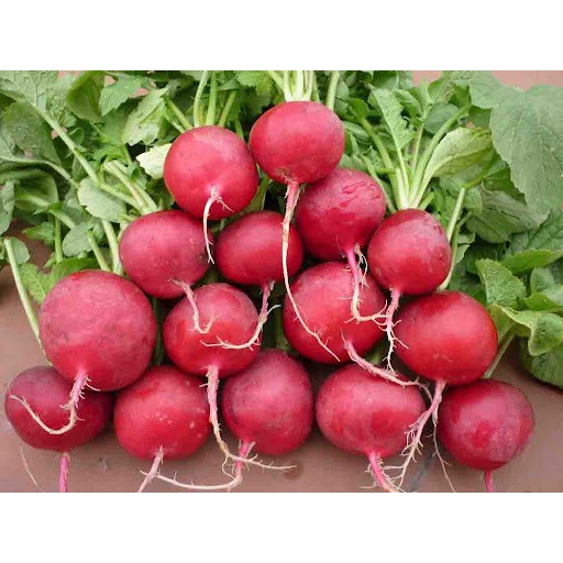 Hạt giống củ dền F1 ( củ cải đường ) Loại dễ trồng dễ thu hoạch kháng sâu bệnh tốt [ Gói 50gram,100gram,200gram]