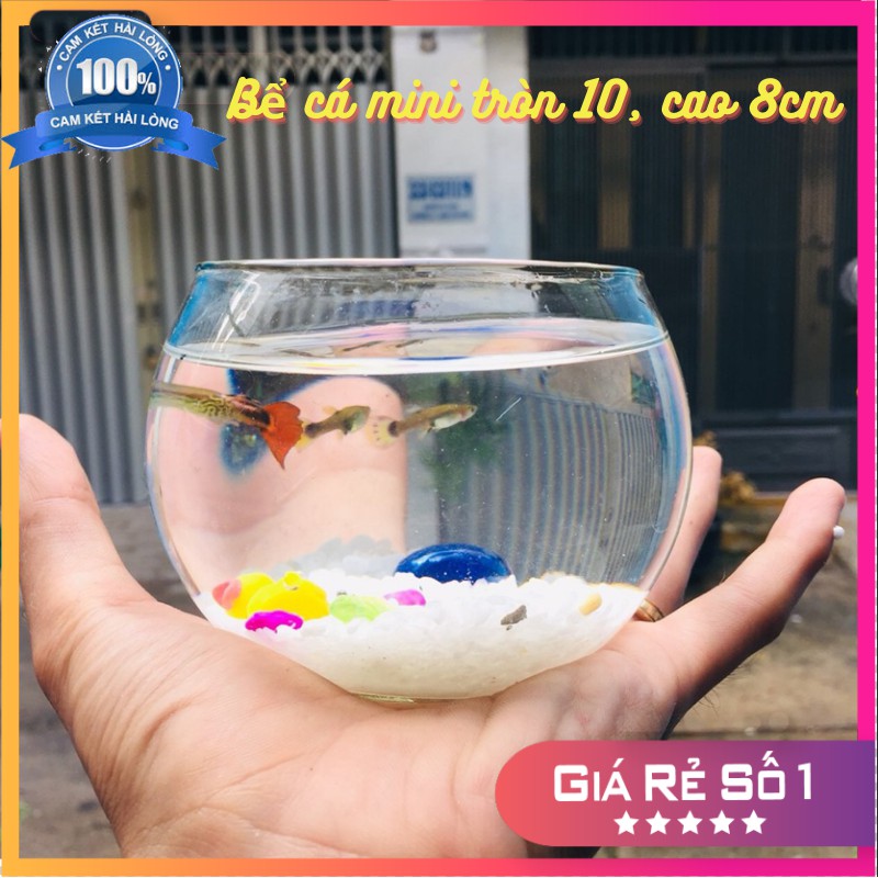 Chậu thủy tinh , bể cá mini tròn 10cm