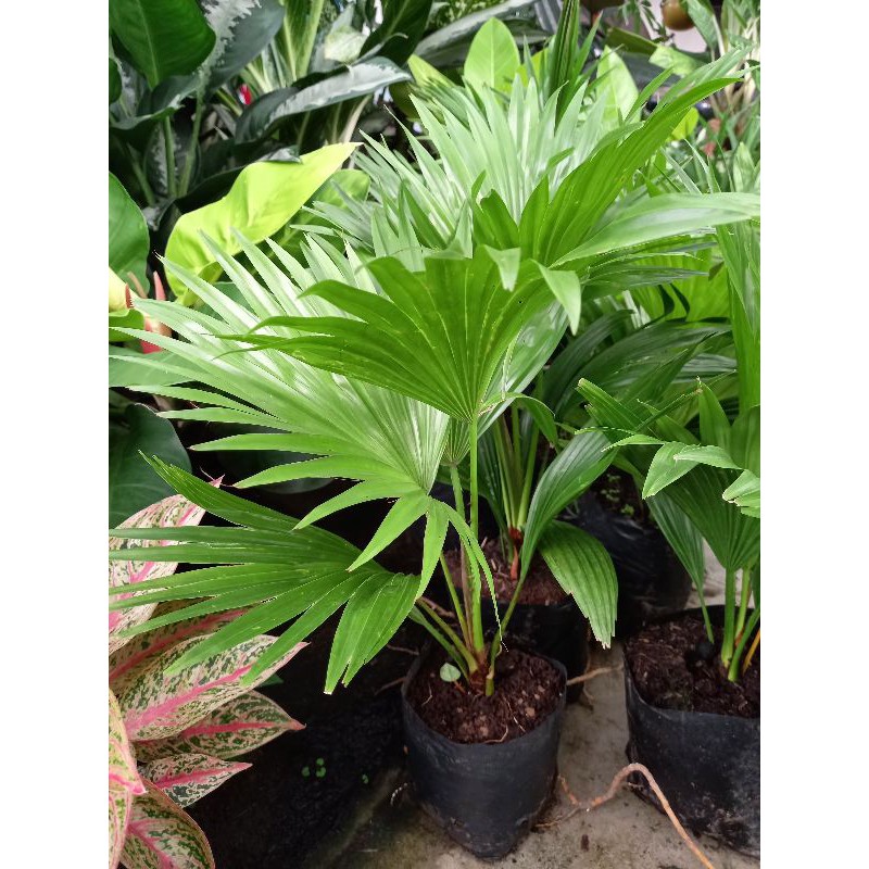 Cây cọ cao 35cm