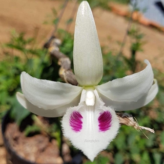 Phi điệp 5ct vô thường hàng cây giống gieo hạt thuần tại vườn