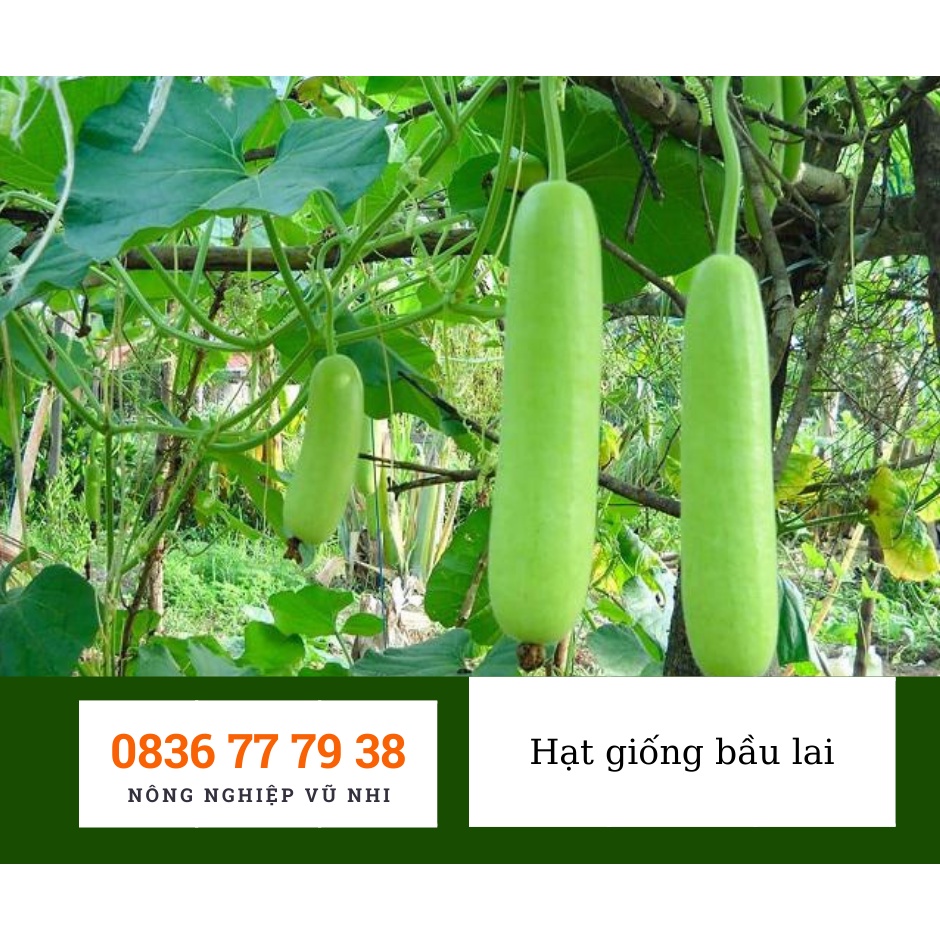 Hạt giống bầu lai F1