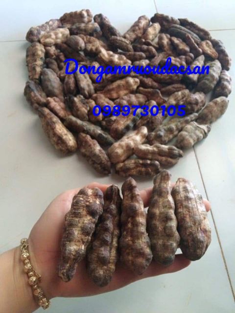 Chuối hột rừng cô đơn 1kg món quà từ rừng Kon Tum