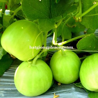 Hạt giống dưa lê siêu ngọt