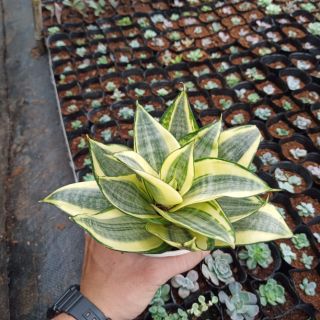 Cây lưỡi hổ vàng để bàn