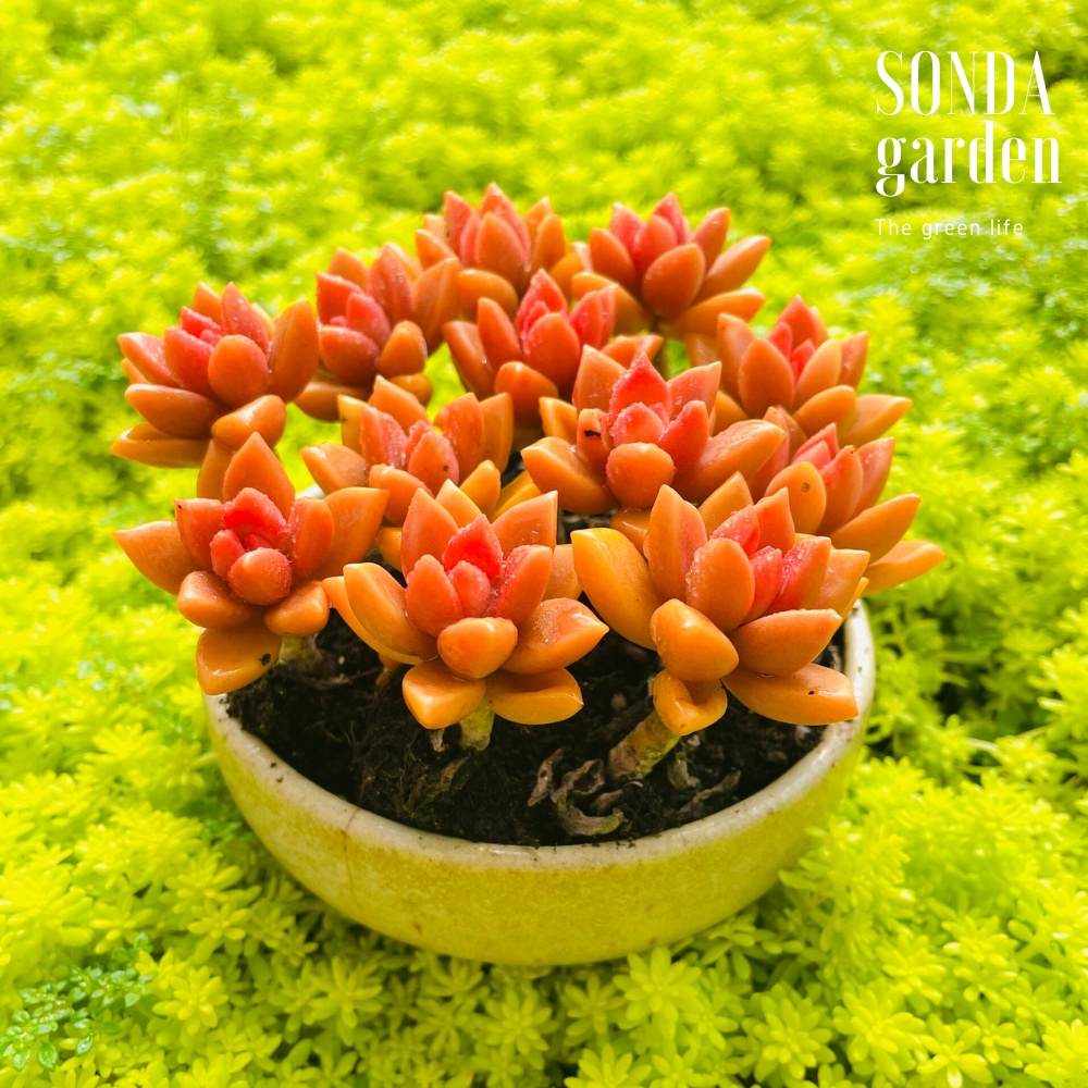 Sen đá đá nâu cổ thụ SONDA garden 15 cây size mini full nắng mưa, cây cảnh trang trí nhà cửa, lỗi 1 đổi 1