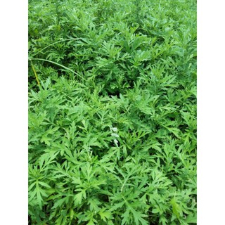 500g ngải cứu khô