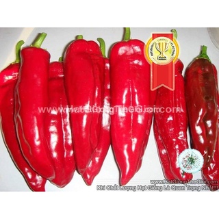 5gr 650.hạt hạt giống ớt ngọt sừng đỏ 20cm