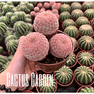 Xương rồng cầu vồng bụi 3 đến 4 đầu một gốc / cactus garden