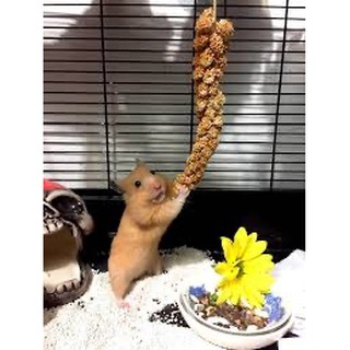 Kê chùm thức ăn dinh dưỡng mượt lông cho Hamster