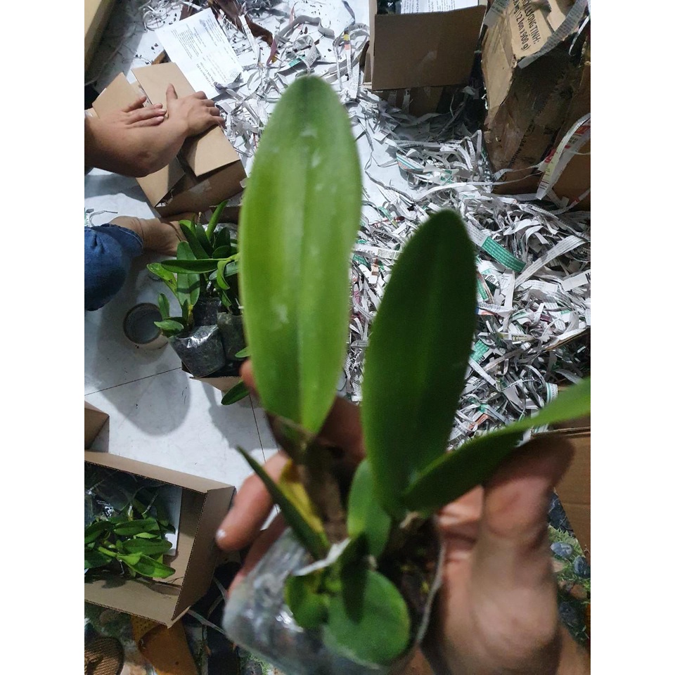 combo 10 chậu cattleya hàng giống  10 màu giá siêu rẻ