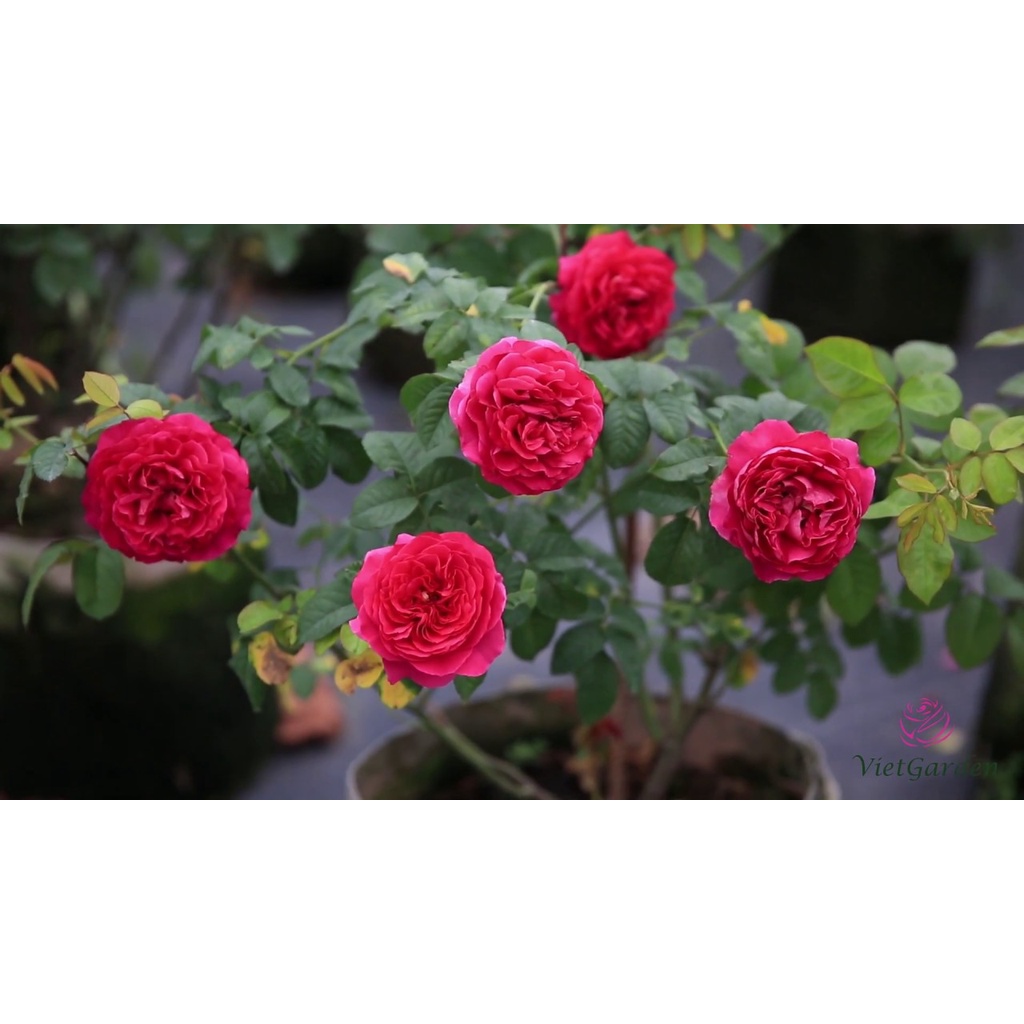 Hoa hồng ngoại KATE rose – Nữ hoàng bí ẩn cuốn hút cực phẩm- hoangoaimelinh