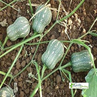 10 Hạt giống Bí đỏ Hạt đậu (tặng gói Kích nẩy mầm và Hướng dẫn) XTRA
