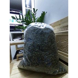Nụ tam thất bao tử- loại 1 (100g)