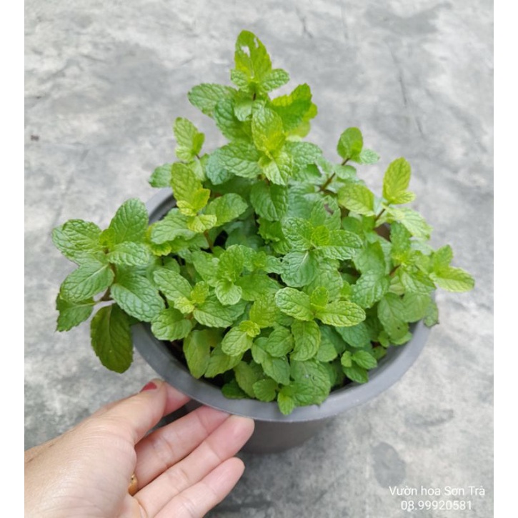 RAU CÁC LOẠI - CÂY RAU HÚNG LỦI.