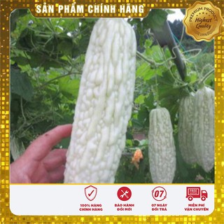 Hạt giống khổ qua bạch tuyết - 10 hạt