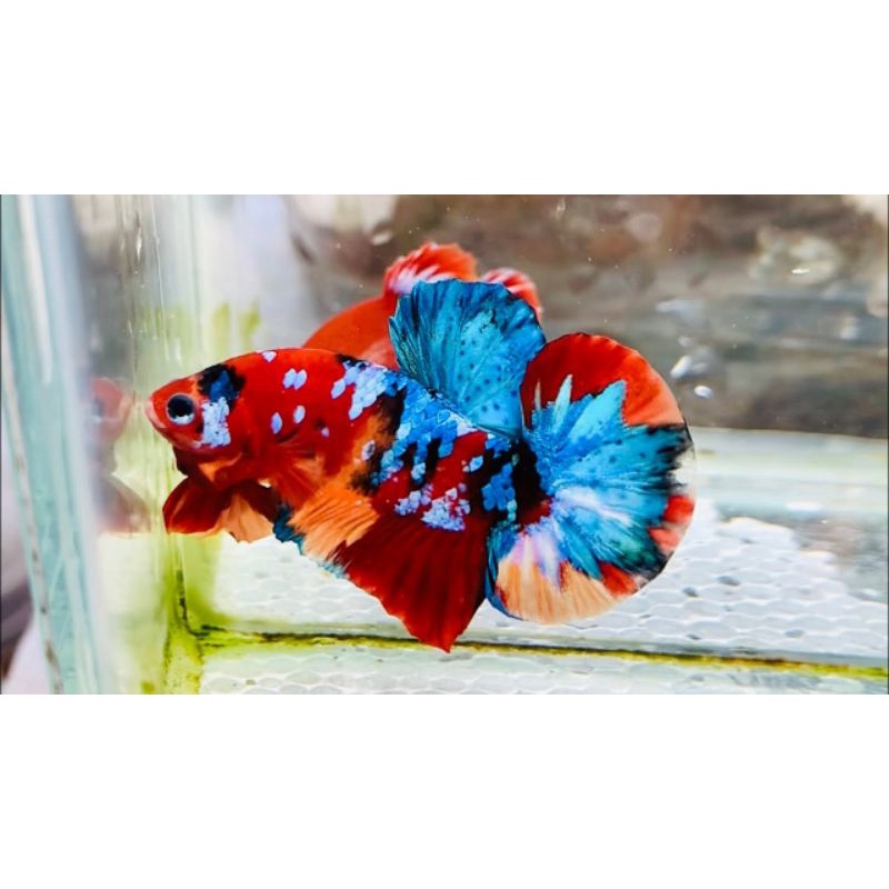 Betta Koi Red GLX trống/mái