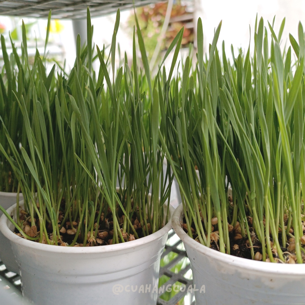 Cỏ mèo tươi trồng sẵn - Bổ sung chất xơ vitamin, chống búi lông, hỗ trợ tiêu hóa