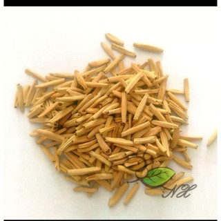 5 Hạt giống hoa sứ thái