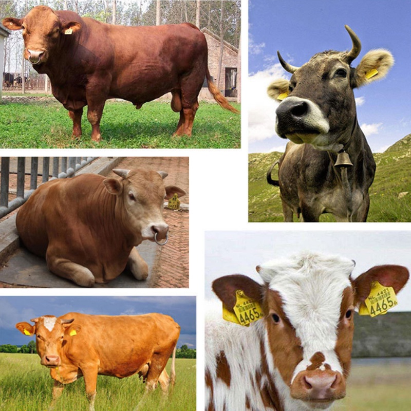 Combo 20pcs thẻ tai lợn, thẻ đeo tai cho heo bằng TPU, có số màu tươi sáng, thích hợp với lợn, bò, dê