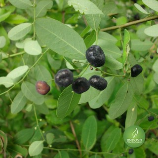 Cây mực (phèn đen) - 1kg khô -TtD206