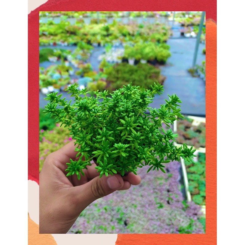 SEN ĐÁ SEDUM XANH ĐÀ LẠT SIZE BÉ, SIÊU KHOẺ ĐẸP, THUẦN MỌI KHÍ HẬU, HƯ 1 ĐỔI 1