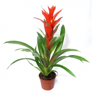 Cây lan đuốc đỏ- cây dứa cảnh nến đỏ