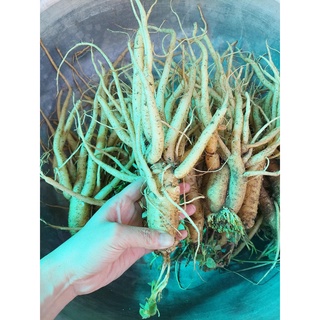 SÂM DÂY NGỌC LINH TƯƠI (KON TUM- TÂY NGUYÊN)