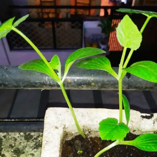 Bộ gói hạt giống Bầu hồ lô