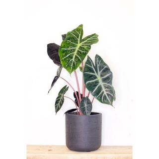 Cây kiểng lá Alocasia Baginda Pink Dragon, môn thân hồng