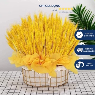 COMBO SÉT 100 BÔNG LÚA MẠCH VÀNG SIÊU ĐẸP