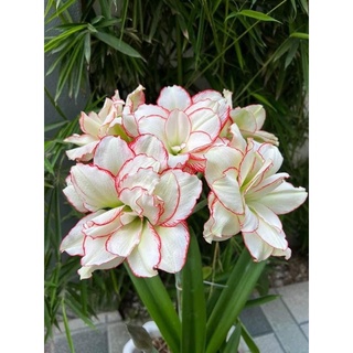 Củ hoa Huệ kép(set 5 củ) HOA Tết