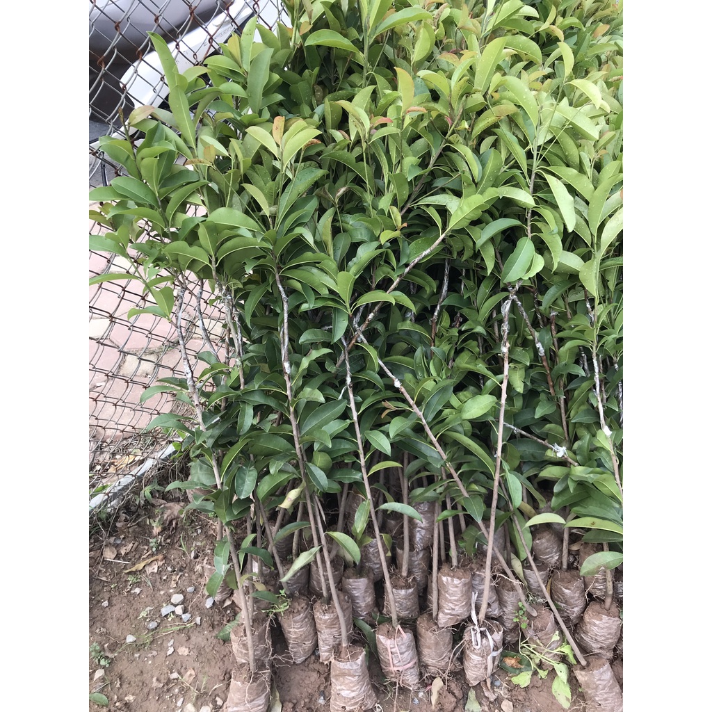 Hồng Xiêm Xoài - Hồng Xiêm Xuân Đỉnh  giống ghép chỉ 1 năm ra quả