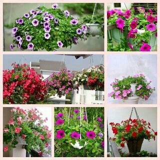hạt giống hoa dạ yến thảo đơn mix