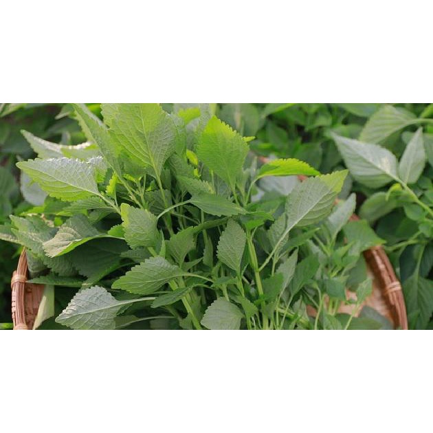 Hạt giống kinh giới