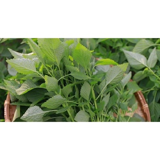 Hạt giống kinh giới