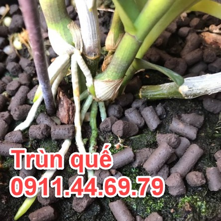 1kg phân trùn quế dạng viên nén phân trùng quế tan chậm phân bón hoa lan