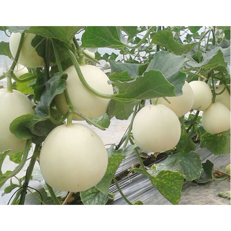 20 Hạt giống Dưa Lê Trắng Cao Sản 6081