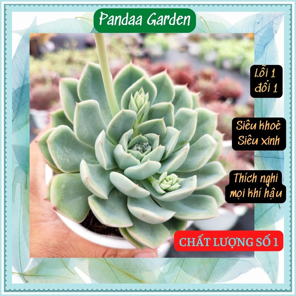 Sen Đá Liên Đài Trắng Size Trung Bình 10-12cm, Xuất Xứ PANDAA GARDEN Đà Lạt Khoẻ Đẹp, Thích Nghi Khí Hậu, Lỗi 1 Đổi 1