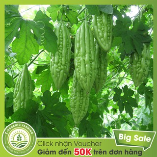Túi 12 Hạt Giống Quả Mướp Đắng (Khổ Qua)