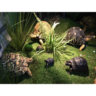 Mô hình rùa cạn thế giới - giống thật 99%