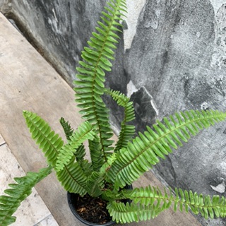 Cây Dương Xỉ không chậu