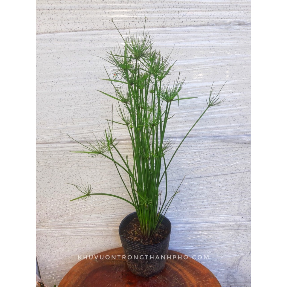 Cây thuỷ trúc thái, cây thủy sinh (chỉ giao hỏa tốc HCM)