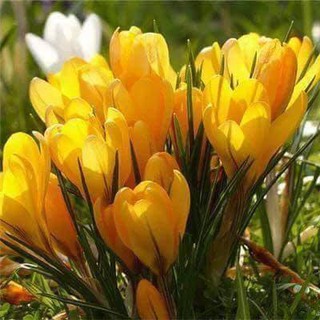 Combo 20 củ hoa nghệ tây đủ màu