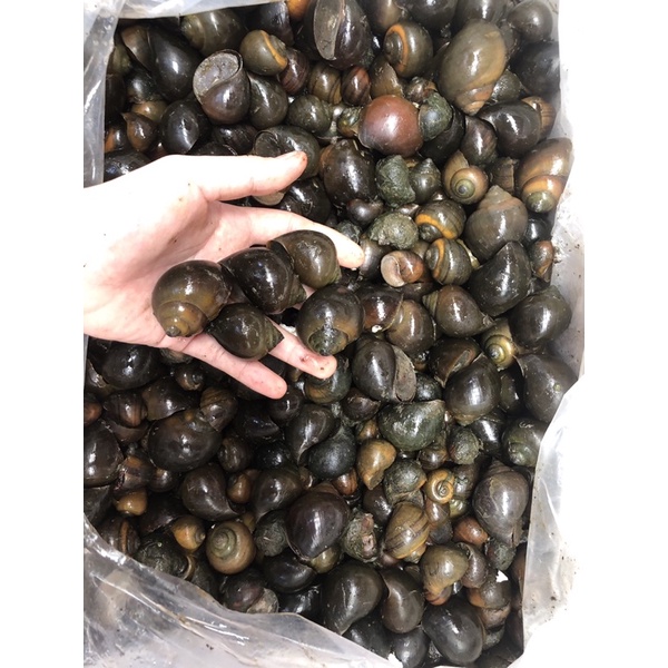 Ốc Vườn 80k/kg