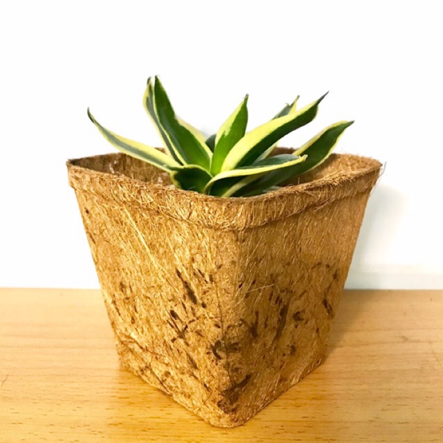 Chậu xơ dừa vuông lớn - Square coir pot