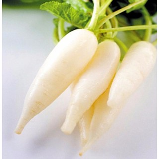 Hạt giống Củ cải trắng