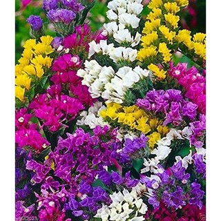 Hạt Giống Hoa Salem Mix